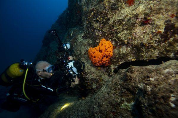 <p>Türkiye'deki birçok noktada dalış yaptığını ifade eden Akçakayalıoğlu, en sevdiği dalış bölgelerinin Çeşme, Foça, Karaburun ve Sığacık ile Muğla'nın Datça ilçesinde olduğunu belirterek, şunları kaydetti:</p>
