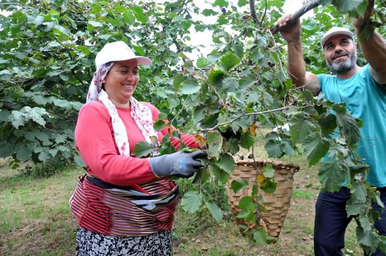 <p><strong>‘REKOLTEDE KAYIPLAR DEVAM ETME BAŞLADI’</strong></p>

<p><br />
<br />
UFK Yönetim Kurulu Üyesi Sebahattin Arslantürk, fındıkta üretim alanlarının genişletilmesi, verim ve kaliteyi arttırmaya yönelik çalışmalara ağırlık verilmesine rağmen rekoltede ciddi kayıplar yaşandığını belirtti.</p>
