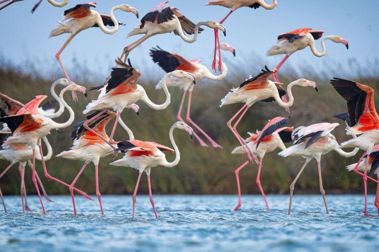 <p>Bursa ile Venedik arasında bir bağ oluşturan flamingolar yaz mevsimini Venedik'te bulunan Po Deltası'nda geçirdikten sonra kışlama alanı olan Bursa'nın Karacabey ilçesindeki Kocaçay Deltası'na dönmeye başladı. </p>
