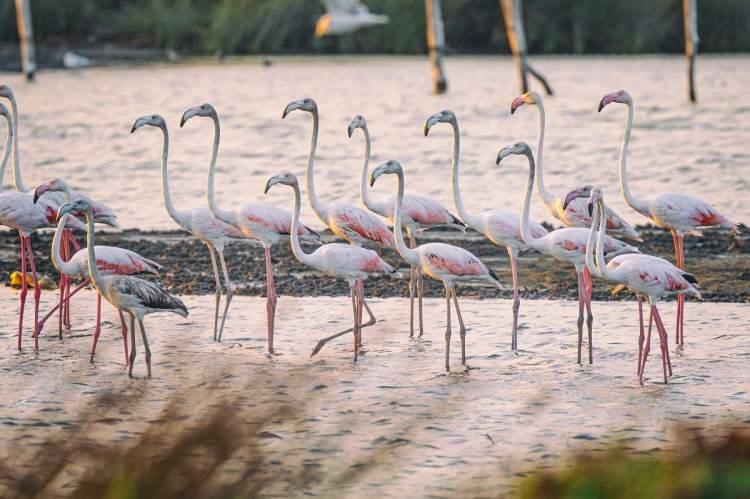 <p>İtalya'dan yola çıkan bine yakın flamingo, sürüler halinde Akdeniz hattı boyunca uçarak Marmara Denizi kıyısındaki kışlama alanlarına ulaşıyor.</p>
