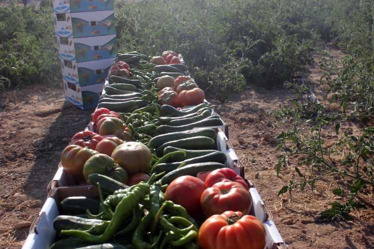 <p> Bunun da adaletsizliğe yol açacağını düşündüğümüz için ilçe halkımıza ürünlerden 2'şer kiloyu geçmemek şartıyla haftalık ihttiyaçlarını 6 liraya görmüş oluyor."</p>
