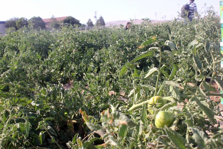 <p>Domatesin kilosu da, salatalığın kilosu da, diğer ürünlerin kilosu da 1 lira. Amacımız, bu arazinin rantabl hale gelmesini vatandaşa göstermek, bununla birlikte de burada bu ürünler de güzel yetişiyormuş diyerek vatandaşı teşvik etmek.</p>
