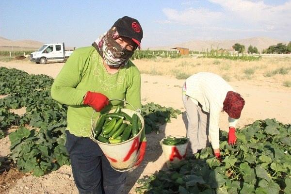 <p>Burası toplamda 15 bin metrekarelik bir alan. Burada salatalık, domates, biber, kavun ve karpuz yetiştiriyoruz. </p>