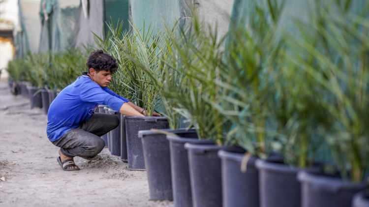 <p>İlk başlarda tek başına hurma ağacı dikmeye başlayan Mesudi, daha sonra etrafında toplanan bir grup gençle bu işi ileri seviyeye taşıyarak binlerce ağaç diktiklerini ve hurma kültürünü geliştirdiklerini söyledi.</p>

<p> </p>
