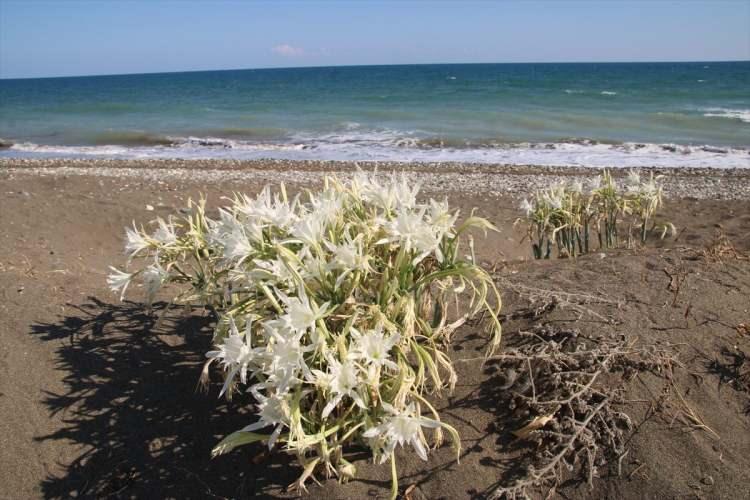 <p>Antalya’nın Gazipaşa ve Alanya sahillerinde yetişen ve endemik bitki olan kum zambaklarını koparmanın 244 bin 315 TL cezası olduğu bildirildi.</p>
