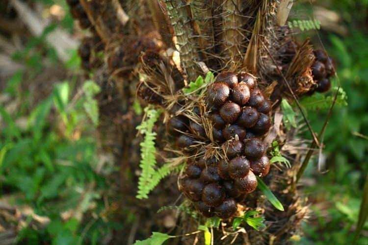 <p>Bir çeşit palmiye türünde yetişen salak pondoh meyvesi, boyu yaklaşık 6 metreye ulaşan palmiyelerde yetişir ve armut ya da yumurtaya benzer bir formdadır.</p>
<p> </p>