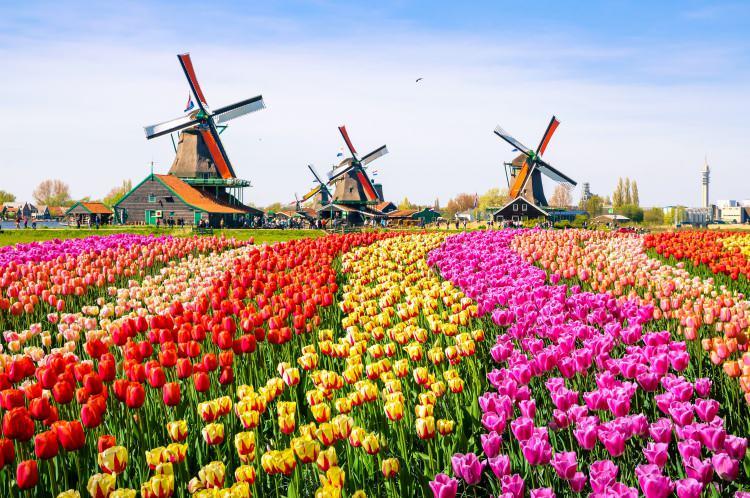 <p><strong>HOLLANDA</strong></p>

<p> </p>

<p><strong>Nüfus: 17 milyon</strong></p>

<p>Etnik yapı: Yüzde 78,3 Hollandalı, Yüzde 9,5 Batılı, yüzde 2,5 Türk, yüzde 2,2 Faslı, yüzde 2 Surinamlı, yüzde 1 Hollanda Antilleri ve Arubalı, yüzde 4,5 diğer</p>

<p>Yüzölçümü: 41 bin kilometrekare</p>

<p>Dil: Flamanca (Hollandaca)</p>

<p>Din: Yüzde 39,2 Hristiyan, yüzde 4,9 Müslüman, yüzde 0,6 Hindu, yüzde 0,4 Budist, yüzde 0,1 Musevi, yüzde 4,6 diğer ya da bilinmiyor, yüzde 50,2 inançsız</p>

<p>Para Birimi: Avro</p>
