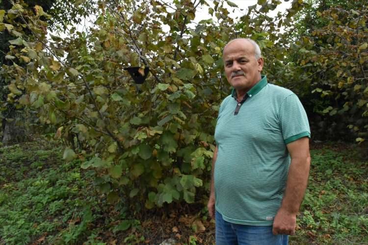 <p>Fatsa ilçesi Meşebükü mahallesi sakinlerinden Ahmet Şanlı'ya ait fındık bahçesinde, kahverengi kokarcanın yoğun olarak görülmesi üzerine bahçede tuzak kuruldu.<br />
<br />
Şanlı, 1-2 yıldır görülen zararlının bu seneki popülasyonunun çok yüksek olduğunu kaydederek, "Fındığı yedi, bitirdi. Şimdi sebze, meyve ve çiçeklerde de görülüyor. Şu anda yavrulamış durumda. Baktığımda fındık tamamen çürük ve yok. Sorumluluk hissettim, toplasam kime vereceğim? Vermek istemedim." ifadelerini kullandı.</p>