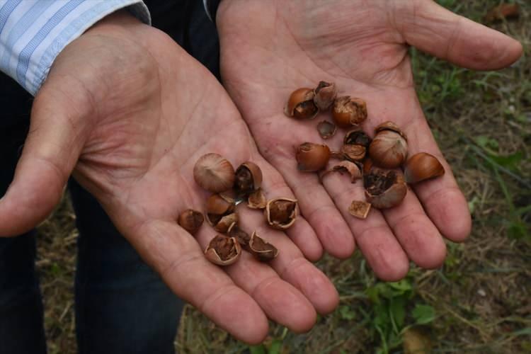 <p>"Bu kapsamda bizim öncülüğümüzde enstitü tarafından kokarcanın yoğun olduğu bazı bahçelere tuzak kuruldu. Her hafta buradaki kokarcaları canlı alıp kafeslere koyuyoruz, Karadeniz Tarımsal Araştırma Enstitüsü Müdürlüğüne götürüyoruz. Bunların yumurtaları, arıları çoğaltmak için laboratuvar ortamında kullanılıyor. Şu anda yapılabilecek hiçbir çalışma söz konusu değildir kimyasal çalışma dışında ama önümüzdeki mayıs ayında biyolojik bir çalışmaya gireceğiz. O yetiştirilen samuray arılarının salımı yapılacaktır."</p>