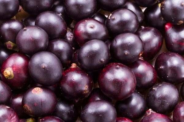 <p>Kolesterolü düşürme özelliği ile ön plana çıkan acai üzümü kan akışını dengeler. Kalp için çok faydalıdır.</p>
<p></p>