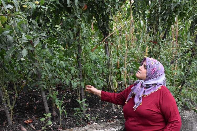 <p>Daha önce yaklaşık 600 kilograma yakın ürün aldığı bahçedeki verimde düşüş yaşandığını bildiren Şanlı, boş ve çürüklerin çok olması nedeniyle fındığın hasadını gerçekleştirmediğini, böceğin yok edilmesine yönelik çalışmalara yoğunlaştıklarını söyledi.</p>