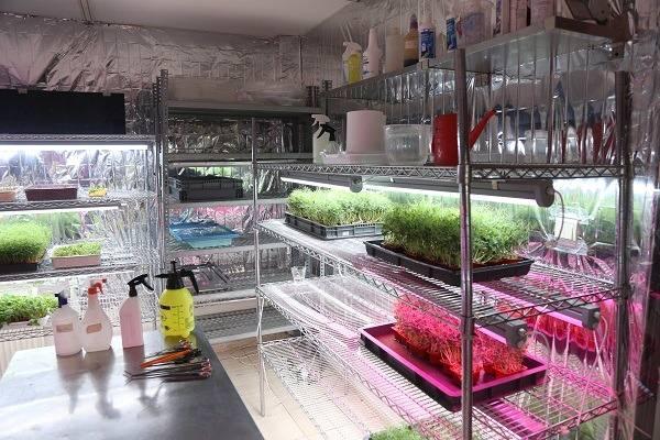<p>Bir süre sonra mesleğini bırakan Tokuri, besin değerleri, aynı ağırlıkta bir bitkinin onlarca katı fazla yoğun aromalı mikro yeşillikler üretmek için harekete geçti.</p>
<p> </p>