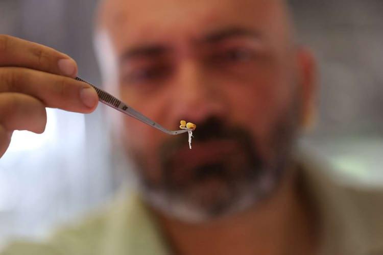 <p>İlgi &ccedil;ekici, besleyici ve sağlıklı &uuml;r&uuml;nler olarak tanımladığı mikro yeşilliklerin aromalarının yoğun ve kuvvetli olduğunu belirten Tokuri, T&uuml;rkiye&rsquo;de ilk kez tamamen ekolojik, kompostlanabilir ve yerli tohumlar kullanarak mikro yeşillik kitleri tasarlayıp &uuml;rettiğini s&ouml;yledi.</p>

<p>&nbsp;</p>
