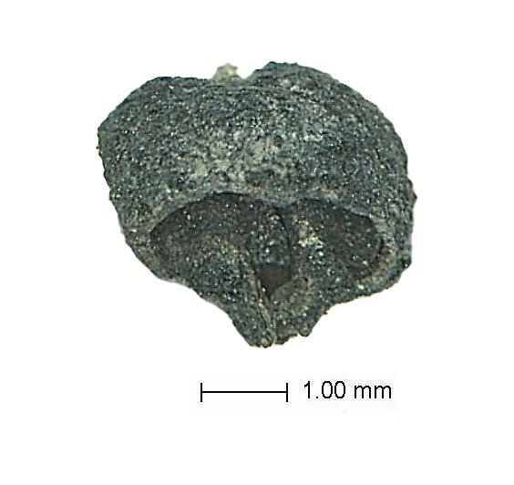 <p>Kazı çalışmalarında elde ettikleri bulguların Helenistik ve Roma dönemi ile geç Tunç Çağı'na yönelik evreleri gösterdiğine işaret eden Konakçı, "Milattan önce 1600'lara kadar uzanan tabakalara ulaşmış durumdayız. Yüzey araştırmalarında höyüğün geçmişinin geç Kalkolitik döneme kadar uzandığını biliyoruz. Yine aynı zamanda erken Tunç Çağı'nda ve Geç Tunç Çağı'nda yerleşim üzerinde iskanın var olduğunu biliyoruz. Önümüzdeki yıllarda devam edecek kazılarda bu tabakalara da ulaşılmasını bekliyoruz." dedi.</p>
<p> </p>