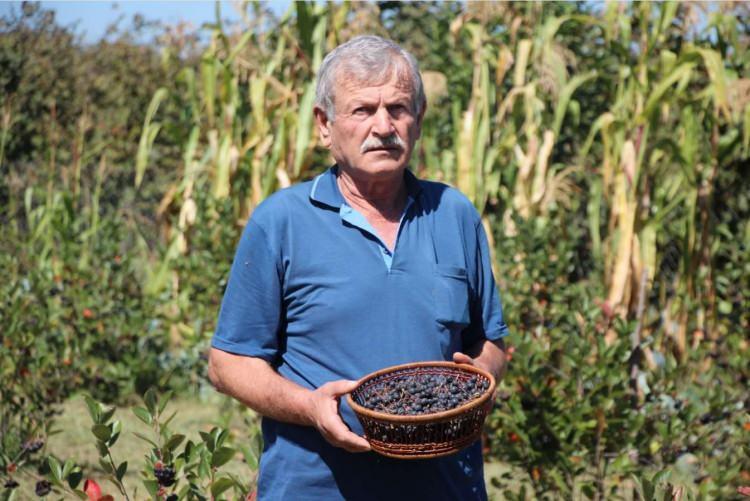 <p><strong>Karapürçek ilçesi Cumhuriyet Mahallesi'nde ikamet eden 64 yaşındaki Bilici, eşinin sağlıklı beslenmesi için 5 yıl önce aronya yetiştirmeye karar verdi.</strong></p>
