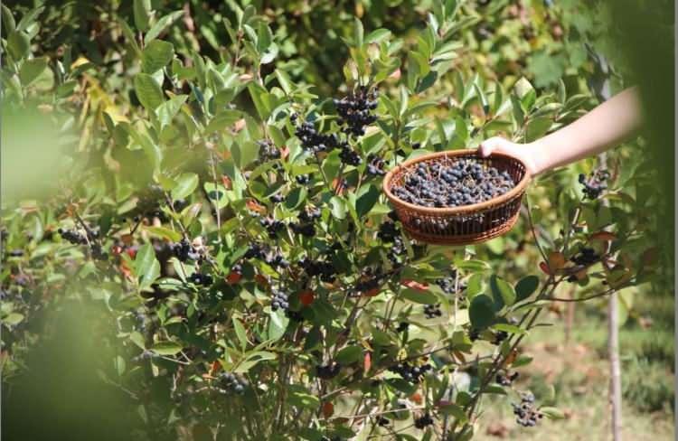 <p><strong>Meyveye talep artıca Bilici, aldığı hibe destekle bir dönüm alanda aronya yetiştiriciliğine başladı. Kilogramı 400 liraya satılan aronyanın talebine yetişmekte zorlanan Bilici, ekim alanını 5 dönüme çıkarmak için kolları sıvadı.</strong></p>