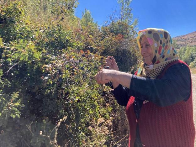 <p><strong>Koyun gözü meyvesinin faydaları hakkında bilimsel bir araştırma bulunmamaktadır. Ancak bazı kaynaklarda, koyun gözü meyvesinin şeker hastalığına iyi geldiği, kan şekerini düşürdüğü, bağışıklık sistemini güçlendirdiği, sindirimi kolaylaştırdığı ve idrar söktürdüğü belirtilmektedir. Koyun gözü meyvesinin nasıl kullanıldığı ise şöyledir:</strong></p>

<p> </p>
