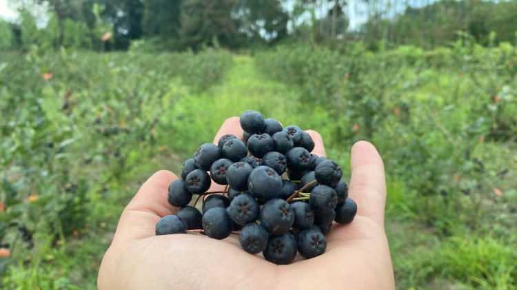 <p>Koyungözü, bileşikgiller familyasından olan ve çayırpapatyası ya da koyun çiçeği olarak da bilinen bellis perennis bitkisinin yerel adıdır. Koyungözü, Marmara, Ege ve Karadeniz bölgelerindeki çayırlarda, bahçe, tarla ve yol kenarlarında yabani olarak yetişen çok yıllık dayanıklı bir otsu bitkidir.</p>