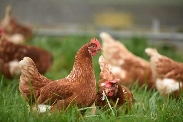 <p>Japonya'dan bir grup bilim insanı, yapay zeka teknolojisini kullanarak tavuk gıdaklamasını büyük ölçüde tercüme etmeyi başardıklarını iddia etti.</p>

