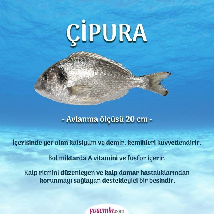 <p>Sağlıklı beslenmenin vazgeçilmezi olarak kabul edilen çipura balığının daha çok tüketilmesi sağlıklı nesillerin yetişmesi için oldukça önemli. Balığın faydaları uzmanların değerlendirmesi ile şöyle:</p>

<p> </p>
