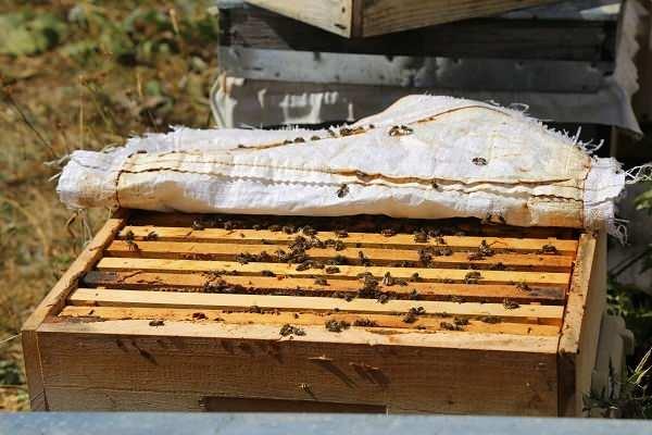 <p>Artvin'in Ardanuç ilçesine bağlı Zekerya köyünün, 2 bin 800 rakımlı Aksu yaylasında tespit edilen yeşil balın markalaşması için çalışmalar başlatıldı.</p>
