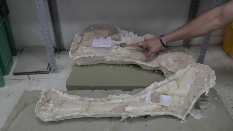 <p>Kayseri’nin Kocasinan ilçesine bağlı Taşhan bölgesinde yapılan 7,5 milyon yıllık tarihi aydınlatma çalışmalarında, 2023 yılı kazı sezonunda çok sayıda zürafa fosili bulundu. </p>
