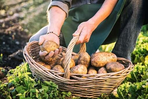 <p><strong>Avrupalıların ilk olarak patatesle ne yapacağını bilememesi ve ardından iklime uydurarak besin temelinin başını oluşturdu. Günümüzde ise patates tahıl dışı ürünler arasında birinci sırada yer alıyor.</strong></p>