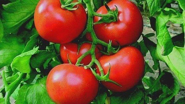 <p><strong>İtalyanlar domatese 'Bu şeytanın icadı zehirli olabilir' gözüyle baksada İtalyanlarda 19. yüzyılda domatesi benimsiyen ülkelerden oldu. Osmanlıya ise 200 yıl önce domates geldi.</strong></p>