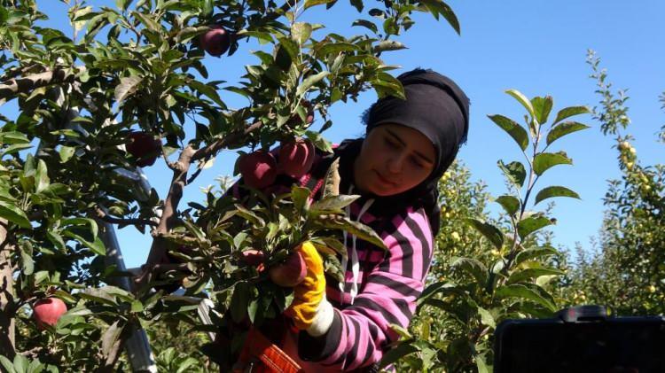 <p>Kiraz ve şeftali hasatlarının ardından köy halkı şimdi de elma hasadı yaparak, ev ekonomilerine katkı sağlamaya devam ediyor.</p>

<p> </p>
