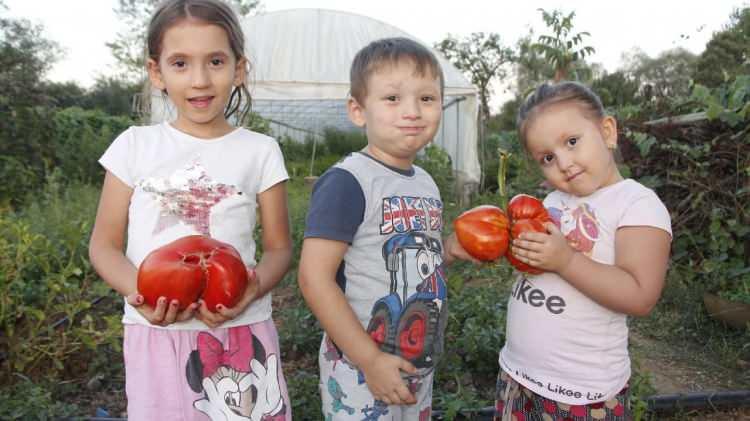 <p>Öte yandan şimdiki hedefinin ise önümüzdeki yıl 2 kilogram olduğunu belirterek serasında iki çeşit domates yetiştirdiğini aktardı.</p>