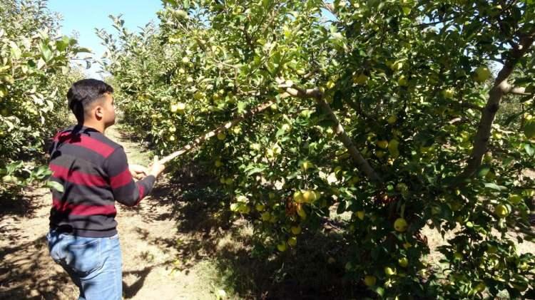 <p>Kabalı köyünde 15 yıldır muhtarlık yapan ve projenin kurucularından olan Hüseyin Ünal, daha önce hububat ile uğraştıklarını belirterek, “Köyümüzde meyve bahçesi kurmaya karar verdik. Toplulaştırma yapalım dedik. Köylümü topladım bir kısmı ikna oldu, bir kısmı olmadı ama şükürler olsun sonunda bahçeyi kurmayı başardık. Şimdi köylümün tamamı bu bahçede çalışıyor. Köyümüzde işsizlik sorununu çözdük. Bahçenin tamamı 5 bin 640 dönüm. Arazileri toplulaştırdım, 850 parsel ve 630 kişi. Tarlamızı da bir şirkete ihale yaptık, o şirket bizim tarlalarımızı kiralıyor, kendi tarlamızda sigortalı olarak köylümüz çalışıyor. Kendi köyümüzde çözdüğümüz gibi civar kentler ve ilçelerde taşımalı olarak insanları getirip burada çalıştırıyoruz. Köyümüzün nüfusu bin idi, 700’lere kadar düşmüştü, tekrardan 12 hanemiz köyümüze geri geldi. Burada villa tipi evler yapılmaya başlandı, köyümüzün refah seviyesi arttı. Köyümüzde işsizlik sona erdi” ifadelerine yer verdi.</p>