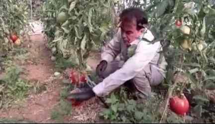 <p>Her birinin tamı tamına 1,5 kilo ettiğinden bahsetti. O tohumlar sayesinde tarlasına resmen bereket yağdı.</p>

<p> </p>
