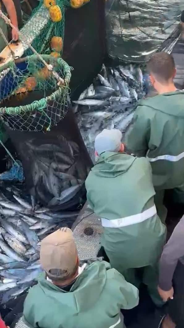 <p>Gırgır teknesindeki yaklaşık bin 500 kasa torik, kasası bin TL’den satıldı.</p>