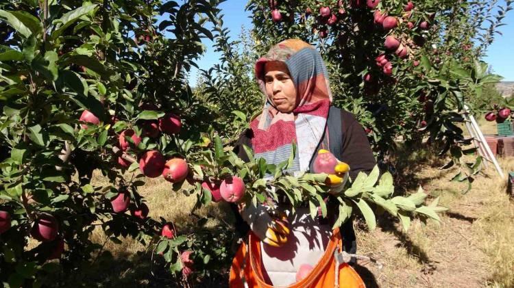 <p>Kabalı köyünde 14 yıl önce kamu, özel sektör ve köylülerin işbirliği ile 850 parselin birleştirilmesi sonucu 5 bin 600 dönüm alanda elma, şeftali ve kiraz fidanları dikilerek meyve bahçesi oluşturuldu. </p>
