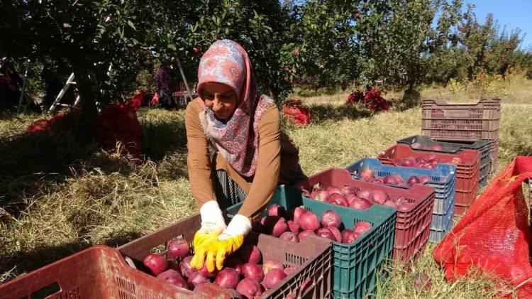 <p>Eş ve çocuklarıyla meyve bahçesinde çalışan kadınlar evlerini ve eşyalarını yenilerken, üniversite öğrencileri de harçlıklarını biriktirdi. İşsizlik sorununu çözdüğü gibi köyün çevreden göç almasını da sağlayan proje ile hasat zamanı çalışan işçi sayısı 900’e kadar çıktı. Meyve bahçesi sayesinde Kabalı köyüne 15 hane halkı da tekrardan dönüş sağladı. Kiraz ve şeftali hasatlarının ardından köy halkı şimdi de elma hasadı yaparak, ev ekonomilerine katkı sağlamaya devam ediyor.</p>

<p> </p>
