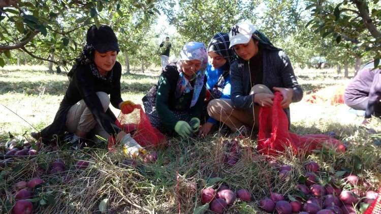 <p>Kabalı köyünde 15 yıldır muhtarlık yapan ve projenin kurucularından olan Hüseyin Ünal, daha önce hububat ile uğraştıklarını belirterek,</p>
