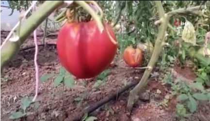 <p>2013 senesinde serasını inşa eden ve hem ailesinin hem arkadaşlarının ve akrabalarının ihtiyaçları için biber ve salatalık üretiyor.</p>