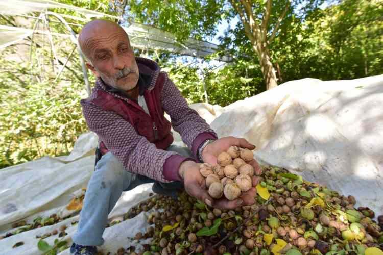 <p>Adilceviz İlçesi'nde yağı, tadı ve aroması ile damaklarda lezzet bırakan cevizler toplandıktan sonra tezgahlarda yerini almaya başladı.</p>