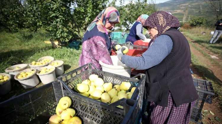 <p>Osmaneli Üretim ve Pazarlama Kooperatifi Kurucular Kurulu Başkanı Ertuğrul Ünver, 2 ay süren hasat döneminde günde yaklaşık 1500 kişiye istihdam sağlandığını söyledi.</p>

<p> </p>
