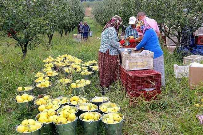 <p>İlçenin tamamında üretilen ayvanın iri ve ağır bir çeşit olduğunu belirten Ünver, "Bizim ayvamız, armut gibi elma gibi suludur, yerken boğazda takılma olmaz. Hava ve toprak yapısından dolayı lezzetli bir aroması var. Ayvamızın geçmişi Osmanlı Devleti'ne dayanıyor. Evliya Çelebi'nin Seyahatname'sinde dahi yeri var, şifalı olduğu yazılıyor." dedi.</p>

<p> </p>
