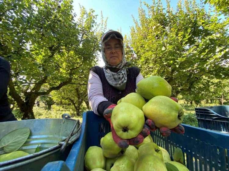 <p>Bu sezon 10 bin ton dolayında rekolte beklediklerini anlatan Ünver, ayvanın çoğunlukla iç piyasada İstanbul ve Ankara başta olmak üzere birçok kente, yurt dışında ise Rusya ve Uzak Doğu ülkelerine gönderildiğini sözlerine ekledi.</p>

<p> </p>

<p>Erkan Kaya da 14 yıldır ayva üretimi yaptığını ve bu sezon rekolteden memnun olduklarını bildirdi.</p>
