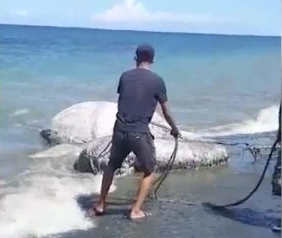 <p>Grup 20 Eylül'de yayınladığı bir yazıda 'Denizkızı şeklindeki garip ölü deniz canlısı bu sabah Simberi Adası'ndaki kıyı şeridine vurdu' dedi.</p>
