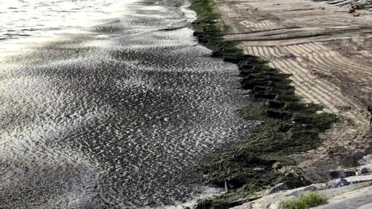<p>Özellikle, Denizköşkler ve Gümüşpala Mahallesi'nin sahil kesiminde yosunların kıyıya vurduğu görüldü.</p>
