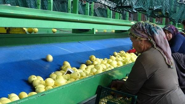 <div><strong>Adana’nın Kozan ilçesinde yetişen birinci kalite limon çeşitleri ve narenciye ürünleri  Avrupa ülkeleri başta olmak üzere birçok ülkeden yoğun talep görürken, Almanya, Polonya, Rusya, Ukrayna ve Irak bu ülkeler arasında yerini alıyor.</strong></div>

<div> </div>
