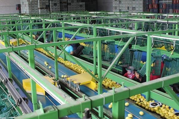 <div><strong>Yoğun talep gören kozan limonu, ilçede birçok kişiye istihdam kapısı oluyor.</strong></div>

<div> </div>
