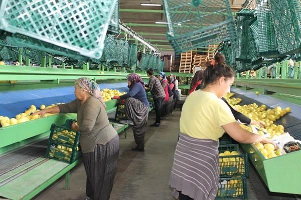 <div><strong>Almanya ve Avrupa ülkelerine Kozan'dan ihracat talebi olduğunu kaydeden Bahattin Can Delibaş, "Avrupa ülkeleri olarak Almanya, Polonya, bunların yanı sıra Rusya, Ukrayna, Irak’a Kozan limonunu ihraç ediyoruz. Almanya’da havalar soğudukça talep artıyor. Şuan dünya geneli sıcak hava etkili olduğu için limon soğuk havada daha çok talep gören bir ürün." dedi.</strong></div>
<div> </div>