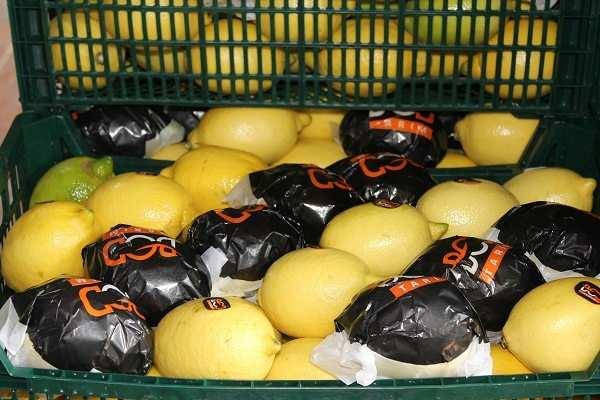 <p><strong>Adana’nın Kozan ilçesinde yetişen birinci kalite limon çeşitleri ve narenciye ürünleri Almanya başta olmak üzere birçok ülkeye ihraç ediliyor.</strong></p>
