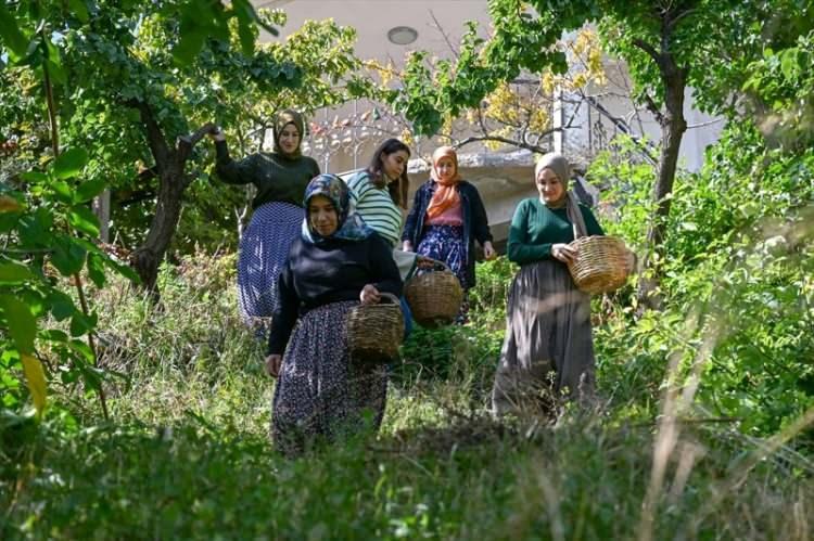 <p><strong>Ankara, İstanbul, İzmir, Kocaeli, Sakarya, Bursa, Mersin, Batman, Antalya, Isparta ve Adana başta olmak üzere toplanan cevizler Türkiye'nin her yerine gidiyor.</strong></p>
