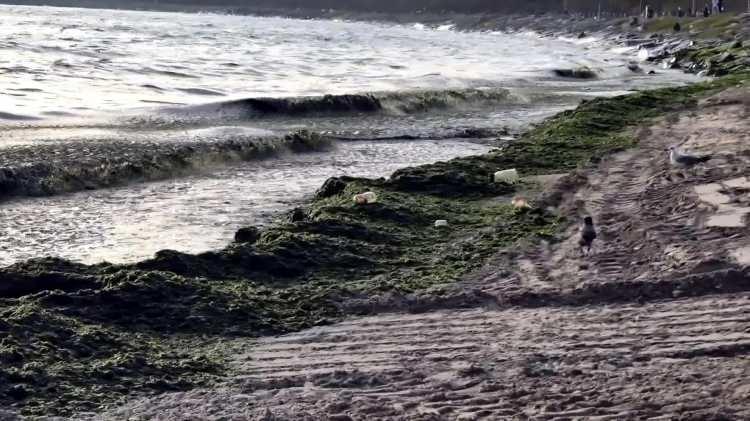 <p>Marmara Denizi'nde salı gününden itibaren etkili olan lodosun nedeniyle Avcılar sahilinin bir bölümü yosunlarla kaplandı. </p>

