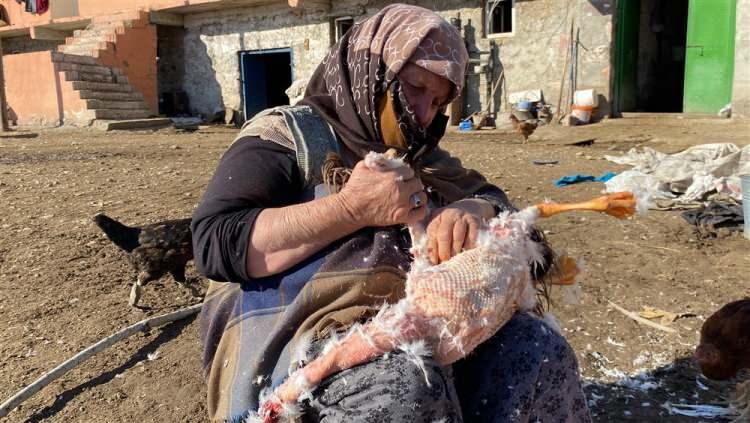 <p>Kars’ın meşhur kazlarının kesimi erkekler, bakımı, beslenmesi ve temizlenmesi ise kadınlar tarafından yapılıyor.</p>
